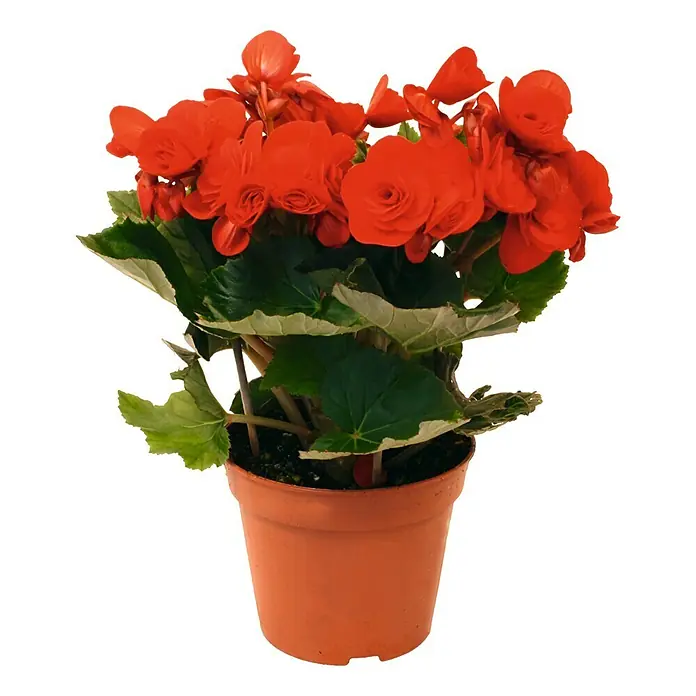 Begonia - Begonia benariensis, En función de la variedad - Una begonia roja florece profusamente en una maceta de terracota. Las flores son vibrantes, rodeadas de exuberantes hojas verdes.