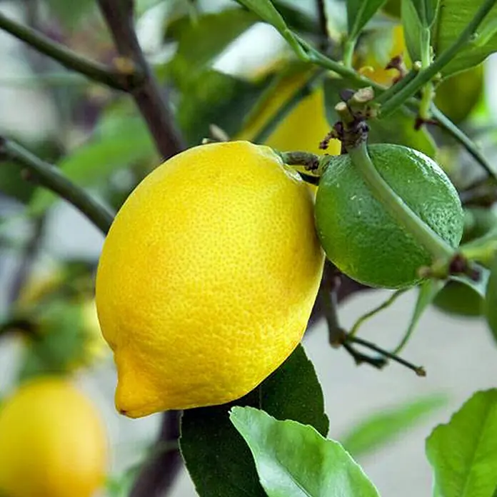 Piardino Zitronenbaum - Citrus limon, Topfgröße: 20 cm - Nahaufnahme einer Zitrone und einer Limette am Baum, die Farben und Frische betonen.