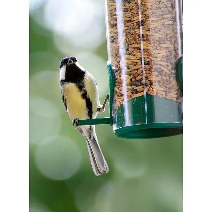Dobar Futtersäule - 7 x 7 x 25 cm, Kunststoff, Grün - Nahaufnahme einer Meise an einem transparenten Vogelfutterspender, gefüllt mit verschiedenen Samen und Körnern.