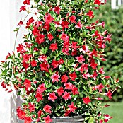 Piardino Trichterblüte (Topfgröße: 10 cm, Blütenfarbe: Rosa)