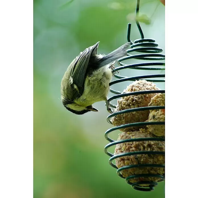 Dobar Futterspirale für Meisenknödel - Metall, Grün - Ein kleiner Vogel frisst von einem grünen spiralförmigen Vogelfutterspender mit Fettbällen.
