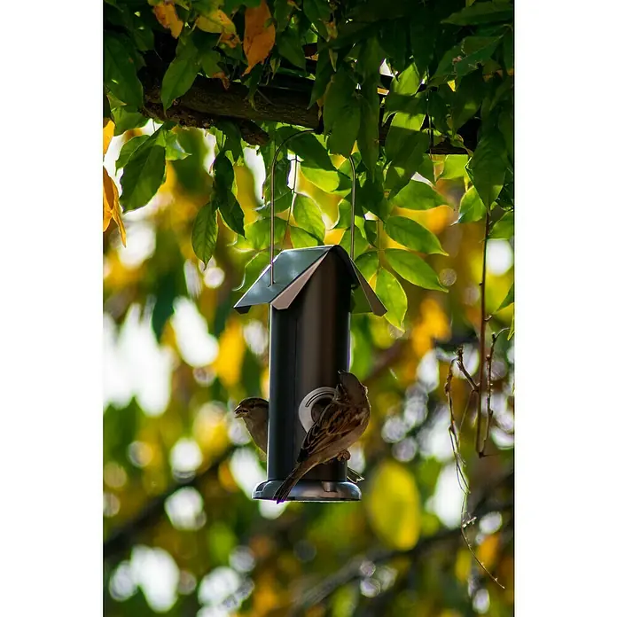 Dobar Futtersäule - 11 x 11 x 23 cm, Metall, Schwarz/Silber - Zwei Spatzen picken an einem schwarzen Vogelhäuschen, das an einem Baum hängt, inmitten von bunten Blättern.