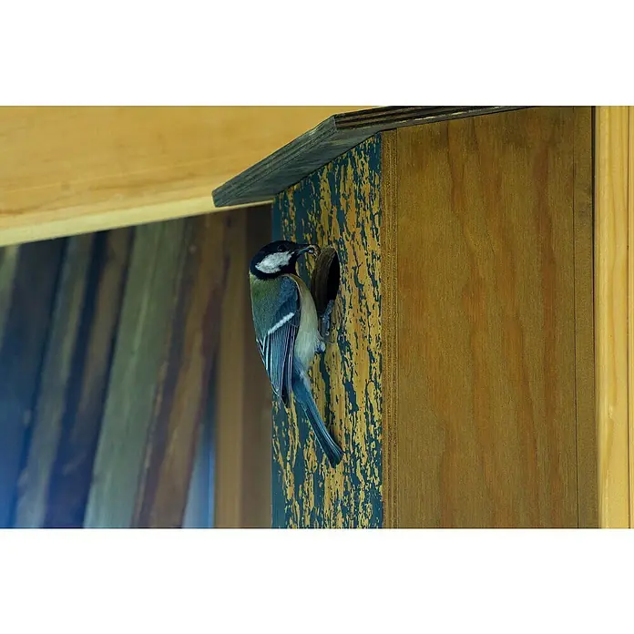 Dobar Nistkasten - L x B x H: 15,5 x 14,5 x 30 cm, Braun, Holz - Ein Kohlmeise auf einem Vogelhaus, die Insekten für ihre Jungen bringt, detailreiche Nahaufnahme, die die natürliche Schönheit der Szene einfängt.