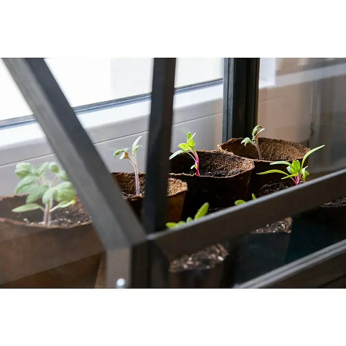 Dobar Zimmergewächshaus - L x B x H: 38 x 20 x 24,5 cm, Anthrazit - Junge Setzlinge in Töpfen, die in einem Mini-Gewächshaus auf einer Fensterbank wachsen, mit grünen Blättern und zarten Stielen.