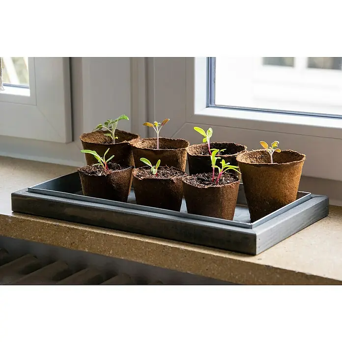 Dobar Zimmergewächshaus - L x B x H: 38 x 20 x 24,5 cm, Anthrazit - Eine Nahaufnahme von Sämlingen in Torftöpfen auf einem Fensterbrett, die junges Wachstum und die Ruhe des Gärtnerns im Haus zeigt.