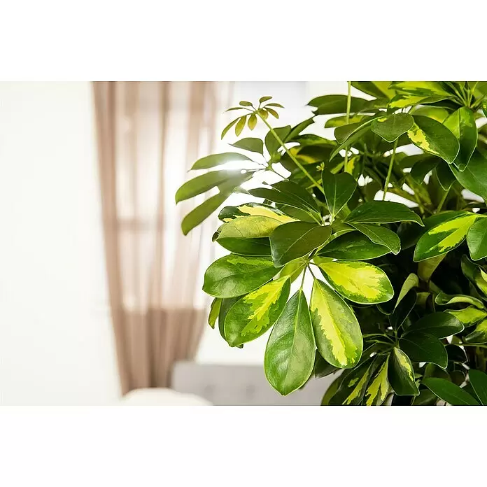 Piardino Strahlenaralie - Schefflera arboricola 'Gold Capella', Topfgröße: 19 cm, Gelb-Grün - Detailaufnahme