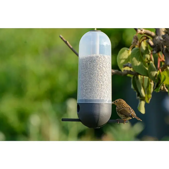 Dobar Futterspender Cornbar - L x B x H: 9 x 9 x 25 cm, Kunststoff - Ein kleiner Vogel pickt Körner aus einem hängenden Vogelfutterspender, der mit Sonnenblumenkernen gefüllt ist, vor einem grünen Hintergrund.