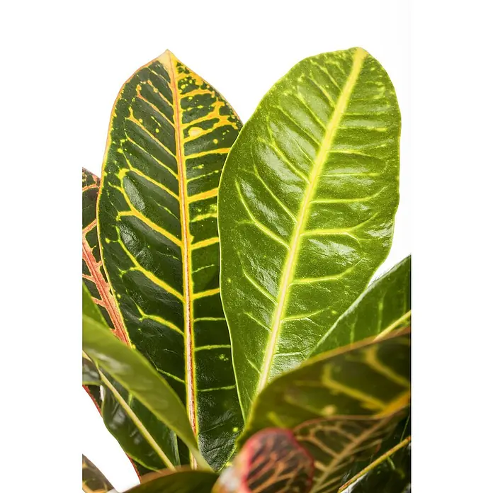 Piardino Kroton - Codiaeum variegata 'Petra', Topfgröße: 17 cm - Nahaufnahme eines Croton-Blatts mit lebendigen grünen und gelben Farben, das die komplizierten Details der Textur der Pflanze hervorhebt.