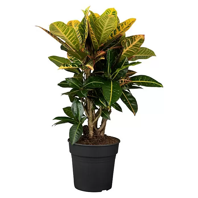 Piardino KrotonCodiaeum variegatum, Topfgröße: 12 cm