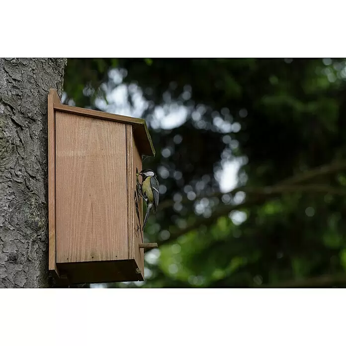 Dobar Nistkasten - L x B x H: 17 x 18 x 35 cm, Braun, Holz - Ein Vogelhaus aus Naturholz an einem Baum, mit einer Kohlmeise am Eingang, die eine grüne Raupe hält.