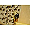 Dobar Insektenhotel (L x B x H: 15 x 12,5 x 22 cm, Braun) | BAUHAUS