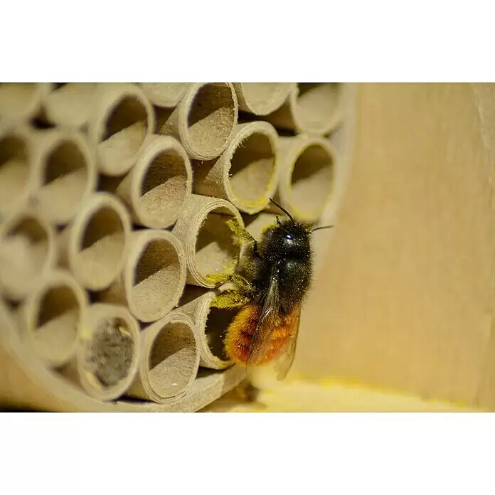 Dobar Insektenhotel - L x B x H: 15 x 12,5 x 22 cm, Braun - Eine pelzige, mit Pollen bedeckte Biene betritt eine Pappröhre eines Bienenhotels.