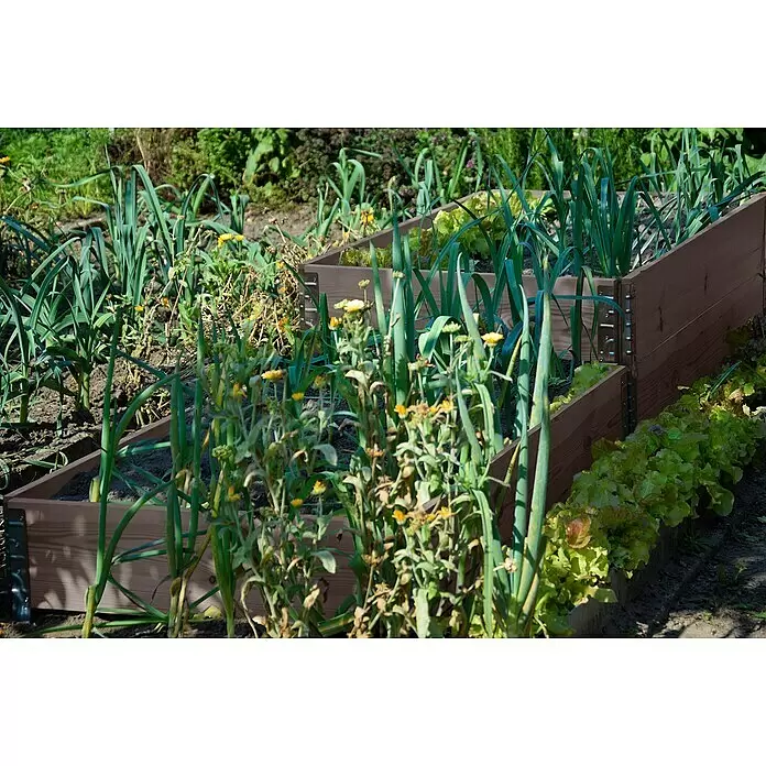 Dobar Hochbeetumrandung Palettenrahmen - L x B x H: 120 x 80 x 20 cm, Holz, Grau - Zwei dunkelbraune Hochbeete aus Holz mit Lauch und Salat, eingebettet in einem lebendigen Garten mit gelben Blumen.