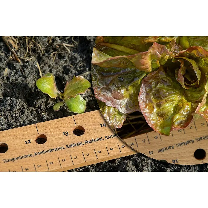 Dobar Starter-Set Anzucht - 1x Pflanzlineal, 1x Pikierstab, 5x Pflanzschild, 3x Samenmischung (Tomaten, Kopfsalat, Radieschen), Beiblatt - Aufnahme eines jungen Kopfsalats im Vergleich zu einem größeren, der mit einem Lineal gemessen wird.
