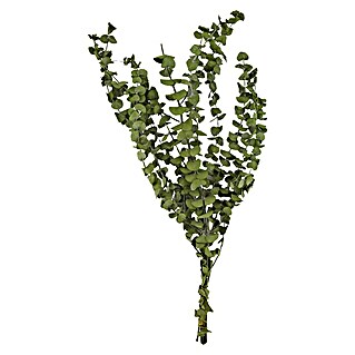 Ramo de flores secas Eucaliptus espiral (Largo: 70 cm, Verde)