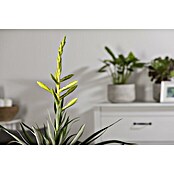 Piardino Tillandsie (Tillandsia oerstediana, Topfgröße: 12 cm, Gelb) | BAUHAUS