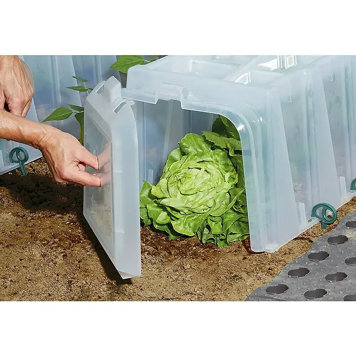 Garantia Sunny Pflanztunnel Komplettset - 5 -tlg. - Aufnahme einer Person, die eine transparente Mini-Gewächshausabdeckung öffnet, unter der ein Kopf grüner Salat wächst.