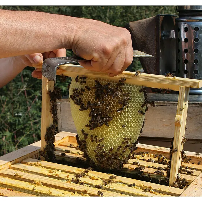 Dobar Bienenkiste - 87 x 55 x 99 cm - Imker inspiziert eine Bienenwabe in einem Holzrahmen mit einem Werkzeug, umgeben von Bienen.