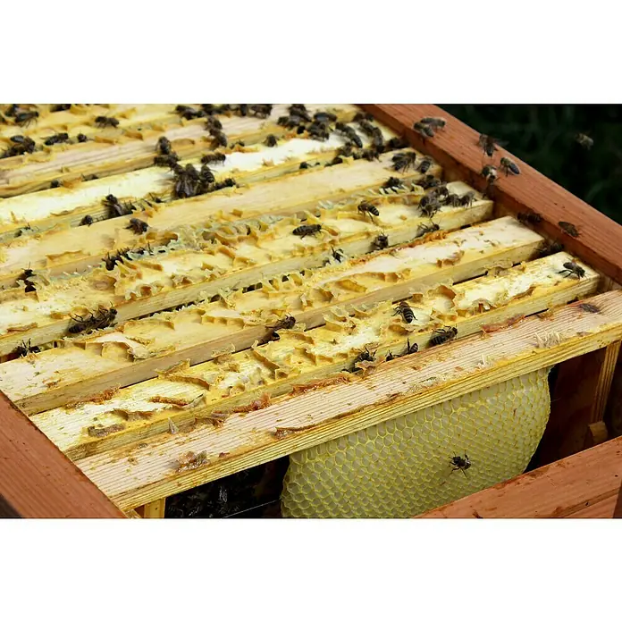 Dobar Bienenkiste - 87 x 55 x 99 cm - Bienenwabe im Bienenstock mit Bienen, die emsig Nektar sammeln und Honig produzieren, bereit zur Ernte.