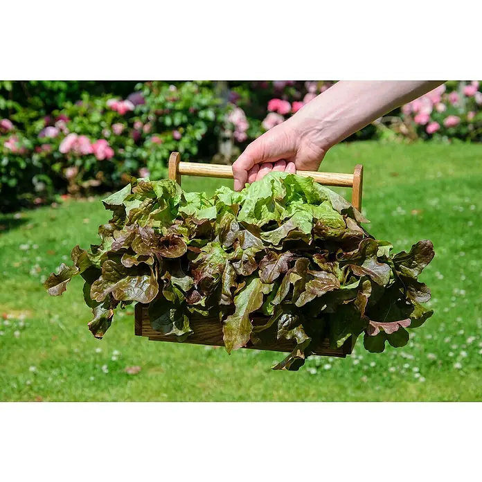 Dobar Gartenkorb - L x B x H: 42,5 x 31,5 x 12,6 cm - Frischer Pflücksalat in einer Holzschale, gehalten von einer Hand, im Hintergrund grüne Wiese mit Blumen.