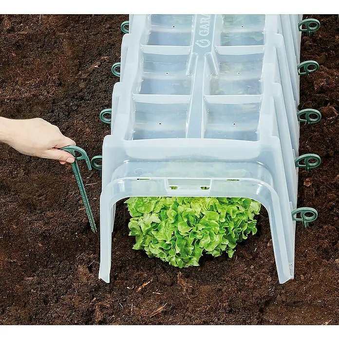 Garantia Sunny Pflanztunnel - 40 x 105 x 30 cm, Kunststoff, Transparent - Nahaufnahme eines Salat Cloche Gewächshaus im Gartenbeet. Der Cloche schützt die Salatpflanzen vor äußeren Einflüssen.