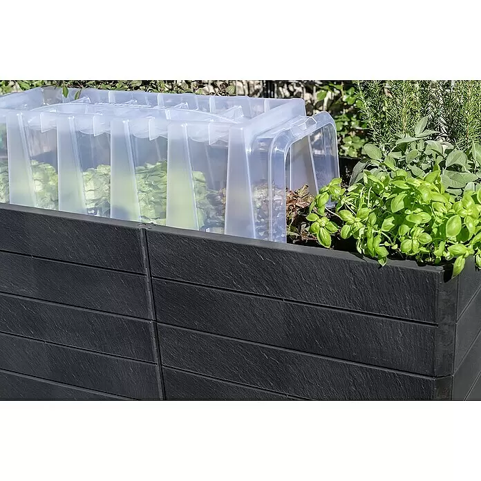 Garantia Hochbeet Ergo Quadro 2 L - Set - 160 x 80 x 75 cm, Kunststoff, Anthrazit, Steinoptik - Schwarzes Hochbeet mit Textur und transparenter Kunststoffhaube über Salat und Kräutern.