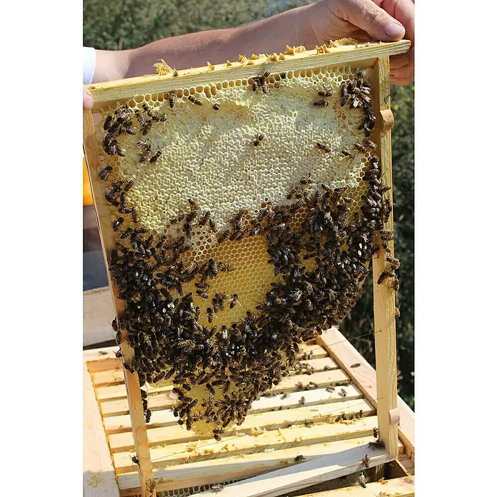 Dobar Bienenkiste - 87 x 55 x 99 cm - Nahaufnahme einer Bienenwabe voller Bienen, die die sechseckigen Zellen des frisch gebauten Honigs bewachen.
