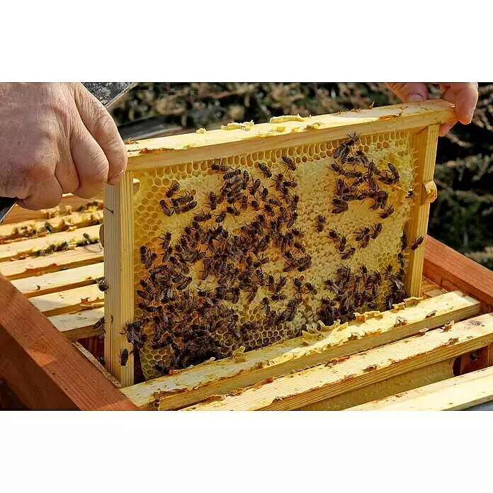 Dobar Bienenkiste - 87 x 55 x 99 cm - Hände halten einen hölzernen Bienenrahmen voller Waben und summender Honigbienen.