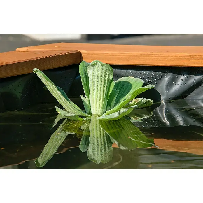 Dobar Hochteich Hexagon - L x B x H: 149 x 128,5 x 40 cm, Braun - Nahaufnahme einer einzelnen Wasserlattich-Pflanze, die in einem Teich schwimmt und sich im Wasser spiegelt.