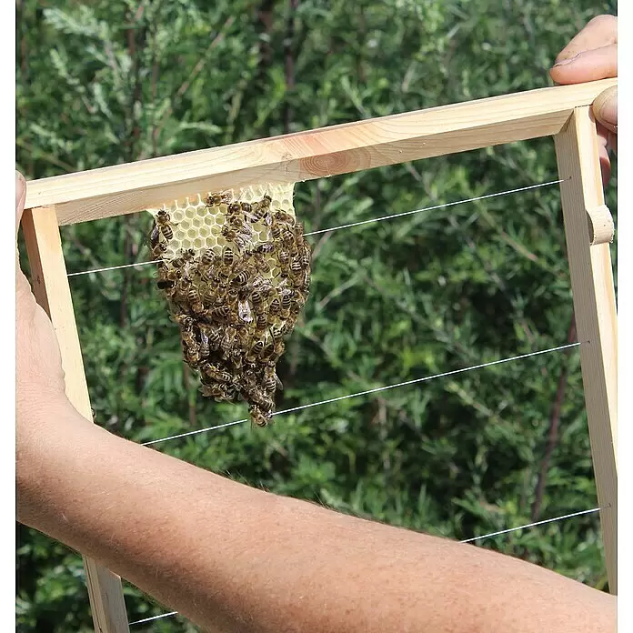 Dobar Bienenkiste - 87 x 55 x 99 cm - Hände halten einen Holz-Bienenrahmen mit einem natürlichen Wabenbau und einem Bienencluster.