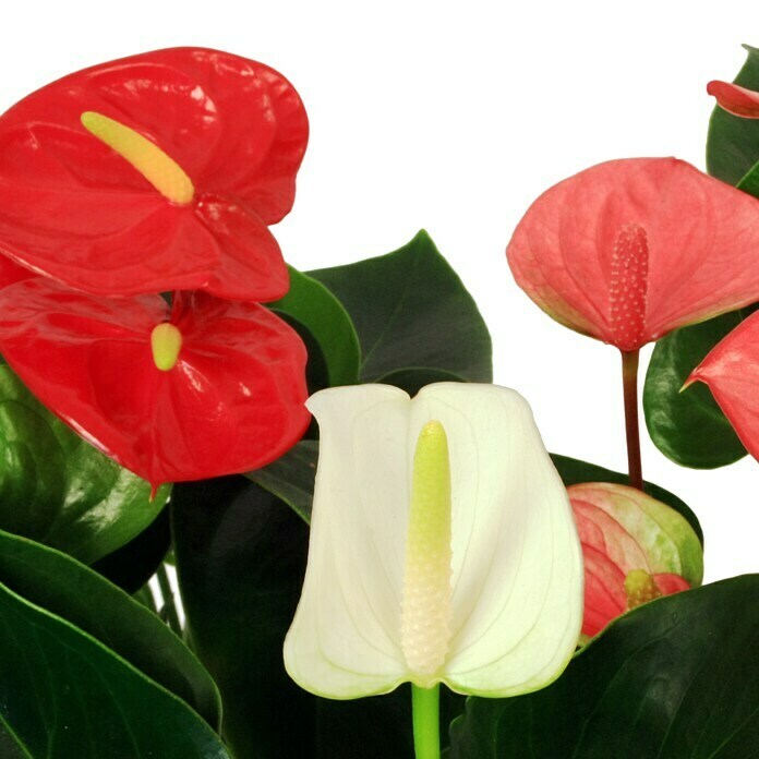 Piardino Flamingoblume Mini (Anthurium x Andreanum, Topfgröße: 7 cm, Rot)