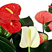 Piardino Flamingoblume Mini (Anthurium x Andreanum, Topfgröße: 7 cm, Rot)