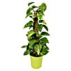 Piardino Efeutute (Epipremnum aureum, Topfgröße: 17 cm, Gelb/Grün)