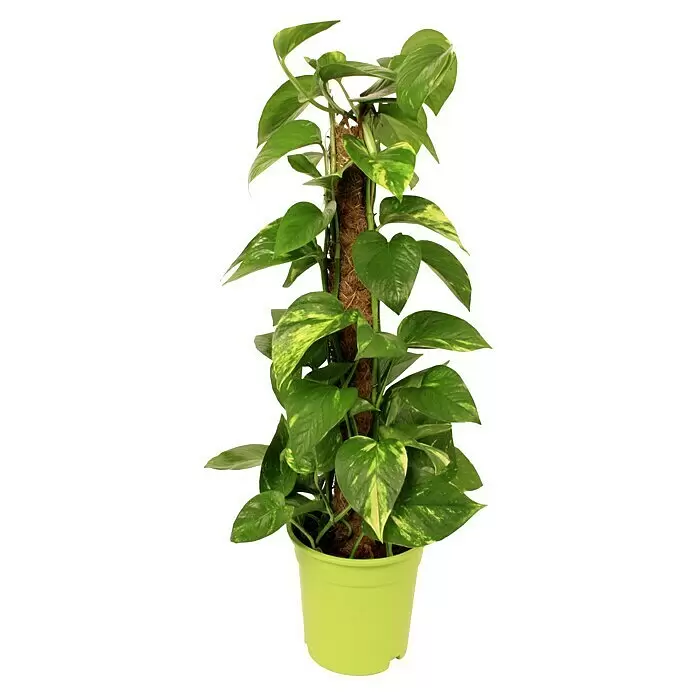 Piardino EfeututeEpipremnum aureum, Topfgröße: 17 cm, Gelb/Grün