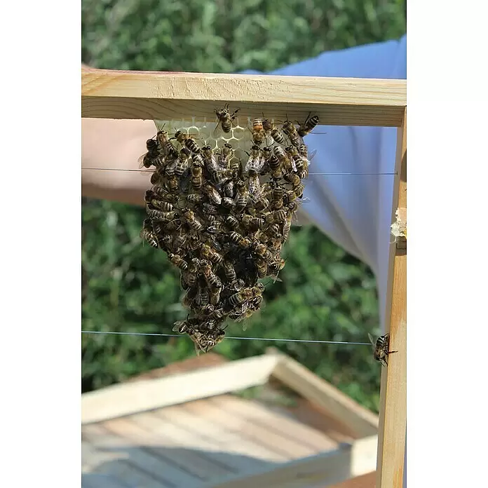 Dobar Bienenkiste - 87 x 55 x 99 cm - Hölzerner Bienenstockrahmen mit einer Gruppe Honigbienen, die natürlichen Wabenbau an einem dünnen Draht errichten.
