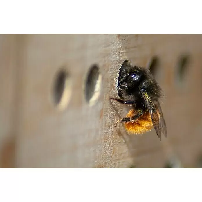 Dobar Insektenhotel - L x B x H: 45 x 15 x 31 cm, Natur - Eine pelzige Biene mit orangefarbenem Hinterleib, bedeckt mit Pollen, kriecht in ein Loch eines hellbraunen Bienenhotels aus Holz.