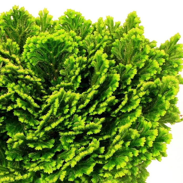 Piardino Selaginela - Selaginella martensii Jori Compact, Tamaño de maceta: 12 cm - Primer plano de una planta de ciprés verde que muestra sus densas hojas en forma de aguja y su color fresco y vibrante.