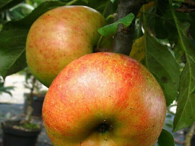 Apfelbaum Rhapsodie