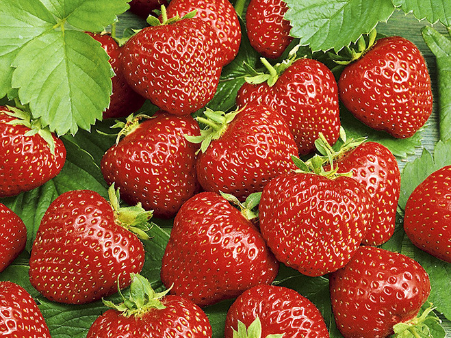 Erdbeere Honeoye