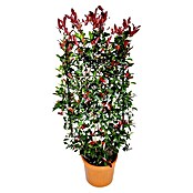 Piardino Glanzmispel Spalier (40 x 80 cm, Photinia fraseri 'Red Robin') | BAUHAUS