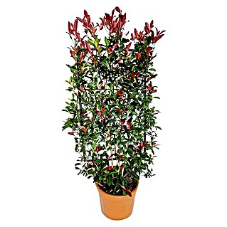 Piardino Glanzmispel Spalier (40 x 80 cm, Photinia fraseri 'Red Robin')