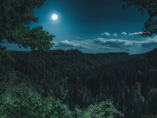 Heller Mond über dem Wald