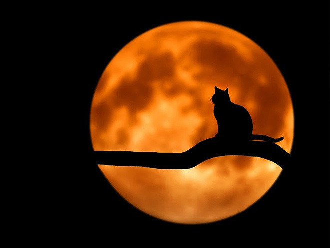 Katze im Mondschein