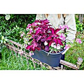 KHW Geländertopf Flowerclip XL (2 Stk., 57,5 cm, Anthrazit)