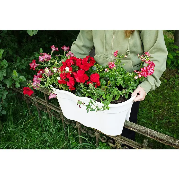 KHW Geländerkasten Flowerclip XL - Außenmaß (L x B x H): 57,5 x 27,7 x 27,5 cm, Kunststoff, Weiß - Eine Person hält einen weißen Blumenkasten mit einer Vielzahl bunter Blumen, darunter rote Begonien und rosa Petunien.