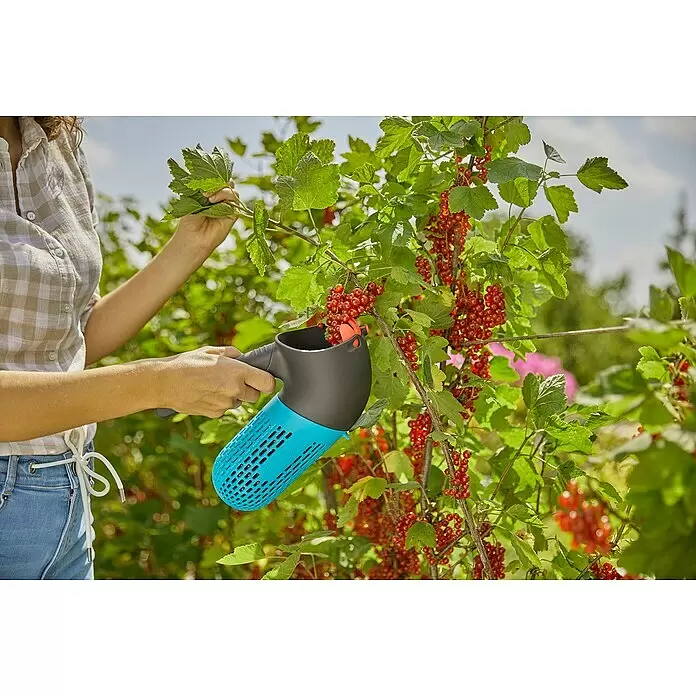 Gardena Combisystem Obstpflücker Beerensammler - 27,5 x 10,05 x 20,1 cm - Person nutzt blauen und schwarzen Beerenpflücker für rote Johannisbeeren vom Strauch.
