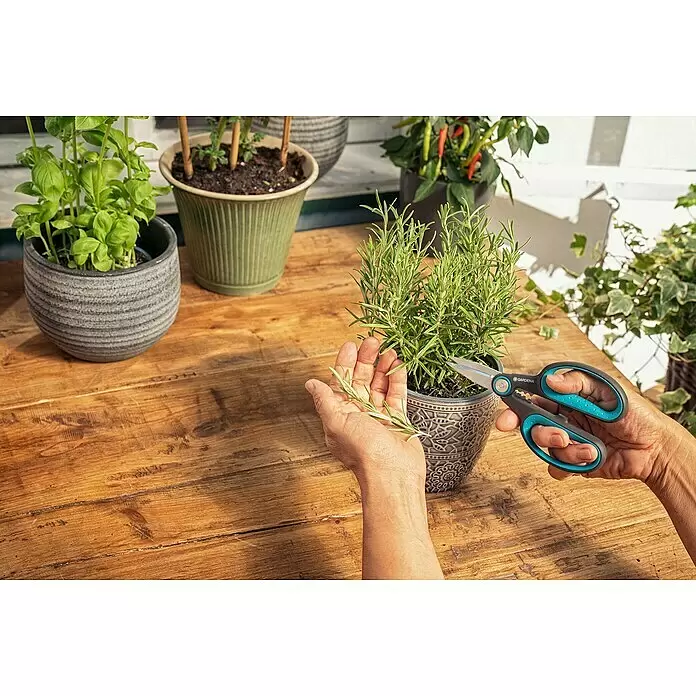 Gardena Schere HerbCut mit Holter - Geeignet für: Kräuter - Gardena Gartenschere mit blau-schwarzen Griffen, schneidet Rosmarinzweig aus Topfpflanze.