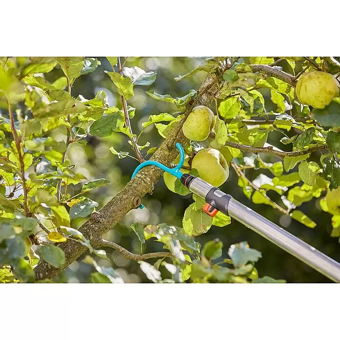 Gardena Combisystem Haken - Länge: 25,8 cm - Ein Fruchtpflücker mit türkisfarbenem Kopf und silbernem Teleskopstiel wird verwendet, um grüne Äpfel von einem Baum zu pflücken.