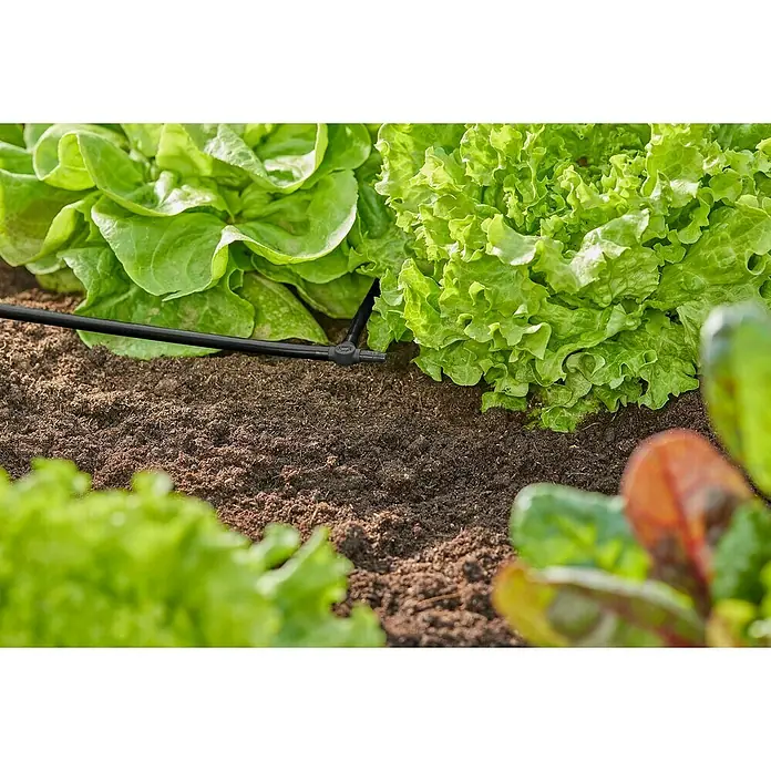 Gardena Micro-Drip Pieza T - 3/16" x 4,6 mm, 10 ud. - Primer plano de plantas de lechuga en el huerto con un sistema de riego para un suministro óptimo de humedad a las plantas.