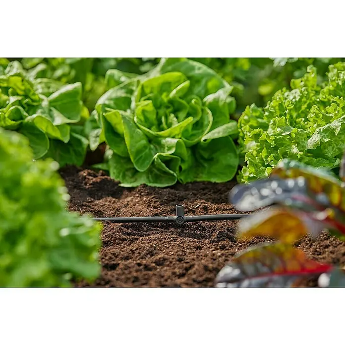 Gardena Micro-Drip Pieza T para boquillas pulverizadoras y goteros finales - 3/16" x 4,6 mm, 5 ud. - Primer plano de lechugas verdes en el huerto con sistema de riego.